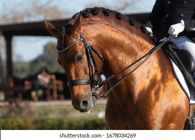 Face Portrait Of A Shiny Bay Spanish Horse In A Dressage Competition