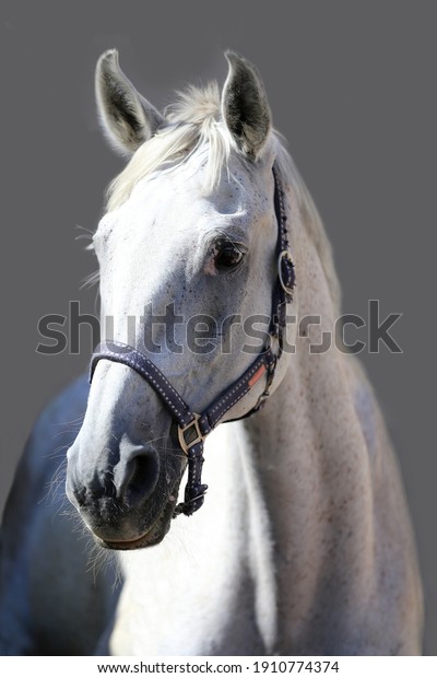 Face of a purebred gray horse. Portrait of\
beautiful gray mare. A head shot of a single horse. Grey horse\
close up portrait against gray\
background