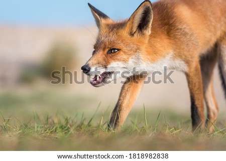 face of Red fox