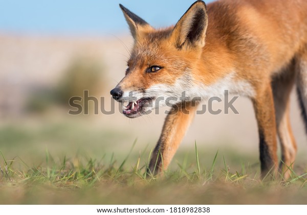 face of Red\
fox