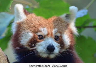 Face of a Red Panda