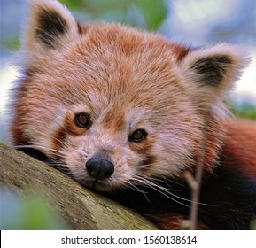 The Face Of A Red Panda Cub With Sad Eyes