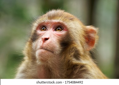 Face Of Rhesus Macaque Monkeys