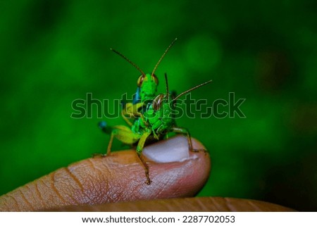 face of a rice locust carrying another smaller grasshopper perched on his finger