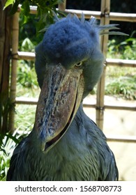 Face Shoebill Bird Ueno Zoo Tokyo Stock Photo 1568708773 | Shutterstock