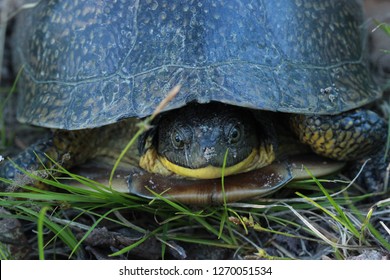 Face Shot Of A Blandings Turtle