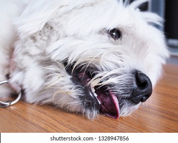 Face Of The Sick Dog Is Lying On Wooden Floor And Opens Mouth From Hot Weather