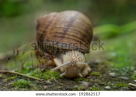 Similar – snail in moss Nature Grass