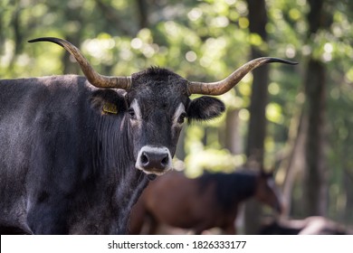 Face Of The Spanish Cow On Soft Background - Bovinae 