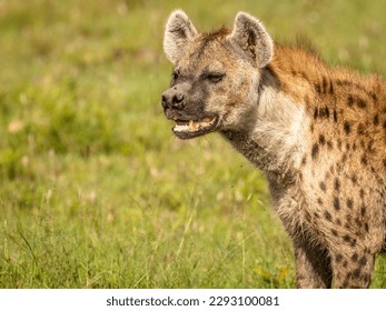 Cara de una hiena vista (Crocuta crocuta), Mara Naboisho Conservancy, Kenia.