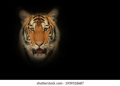 Face Of Sumatran Tiger Against Black Background
