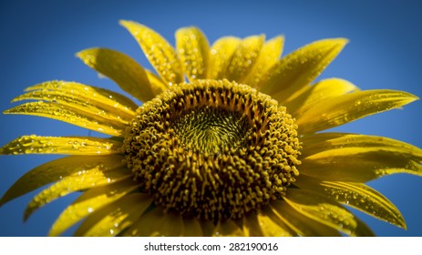 face to the sun