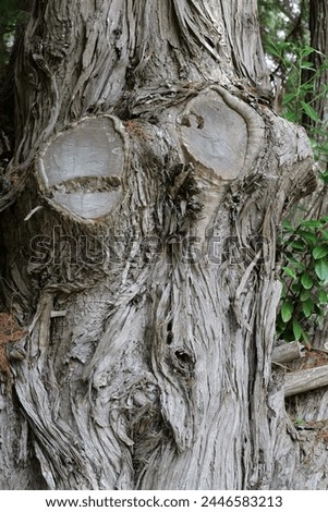 Face of a tree. This tree with its braches cut off, almost looks like it has a face.
