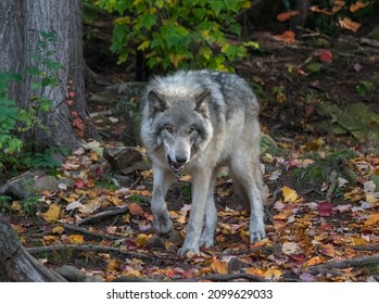 Face View Of Angry Wolf In Autumn Forest