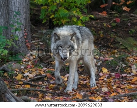 Face view of angry wolf in autumn forest