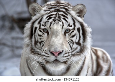 Tváří v tvář s bílým bengálským tygrem. Detailní portrét.