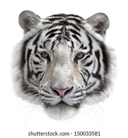 Tvář bílého bengálského tygra, izolovaný na bílém pozadí. Maska největší kočky. Divoká krása nejnebezpečnějšího a mocného zvířete.