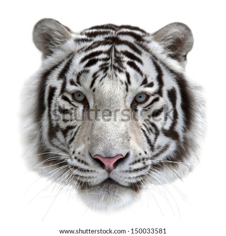 Face of a white bengal tiger, isolated on white background. Mask of the biggest cat. Wild beauty of the most dangerous and mighty beast.