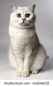 Face White Cat On Background