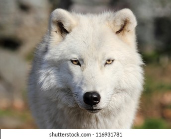 Face Of White Wolf