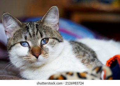 The Face Of A Young European Cat With Eyes Like A Cat's Cataract, Cat Cold.  A Cat With A White And Gray Color Is Looking At The Camera.