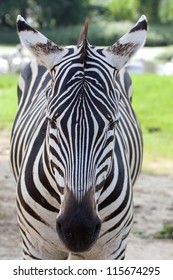 Face Of Zebra