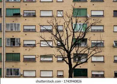 A facede an a tree