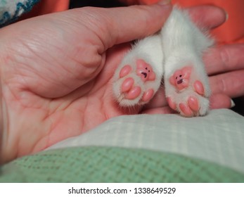 cat paw pad teddy bear