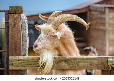 Faces of goats close up. A funny white goat peeps out from behind an old wooden fence. The head of a brown goat is pulled over the fence.