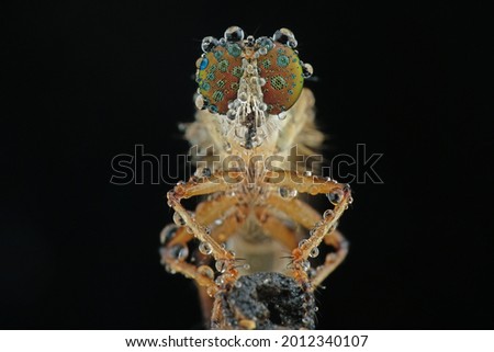 facet mini robber fly with dew