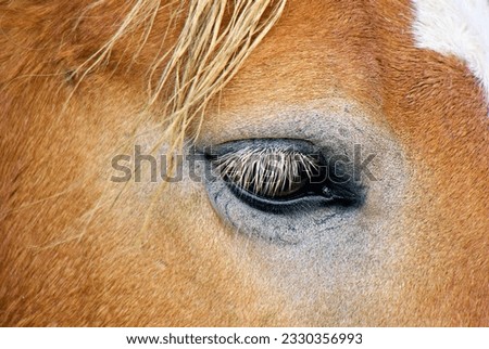 Similar – Image, Stock Photo humans in animals Horse