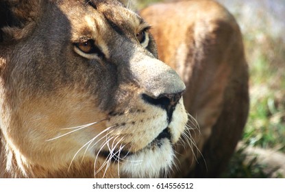 african puma