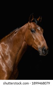 Facial portrait of brown thoroughbred isolated in black background in the stable