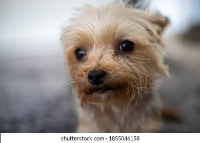 Facial Portrait of a Little Yorkshire Terrier with blurry background - Shutterstock ID 1855046158