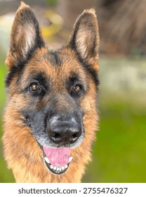 Facing the camera, a German Shepherd is presented in a centered composition with a calm yet attentive expression. The dog’s mouth is slightly open, revealing small white teeth and a visible tongue. Its eyes reflect natural light, adding depth and life to the portrait. The fur shows a balanced blend of dark and golden tones, while the softly blurred green background isolates the subject and enhances clarity and detail.