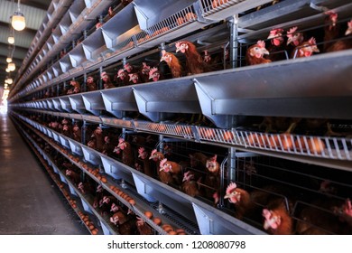 Factory Chicken egg production. Red chickens are seated in special cages. Linear perspective. Agribusiness company.
