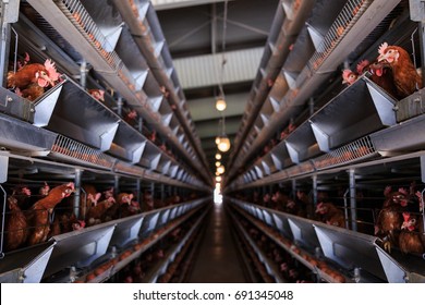 Factory chicken egg production. Red chickens are seated in special cages. Linear perspective. Agribusiness company.
