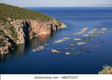 Factory for growing Dorada and Sea Bass fish near the small port town of Korfos, Northeast Peloponnese, Greece. August 2019