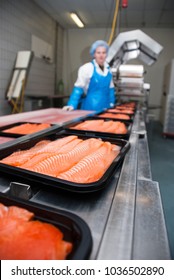 Factory Of Smoked Salmon - A Cut Fish Fillet Is Transferred To The Welder.