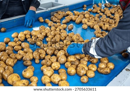 Factory workers in blue gloves sort pre-washed potatoes on a blue conveyor belt. This is part of the quality control and sorting process in a high-quality potato starch production plant.