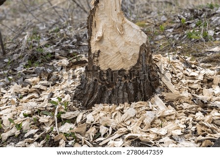 A factual close-up of a tree trunk partially chewed by a beaver. The base is surrounded by light-colored wood shavings on the ground in a natural outdoor setting with nobody present.
