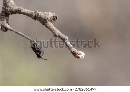 Factual macro view of a fruit tree twig featuring a new fuzzy spring bud alongside a shriveled mummified fruit from the previous season, with ample copy space on a bokeh background.