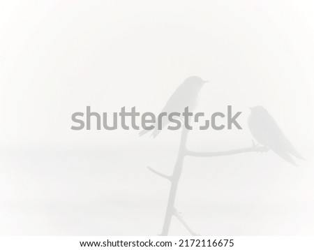 Faded blurred silhouette of two swallow birds on bare branch with space for runaround or wraparound text   