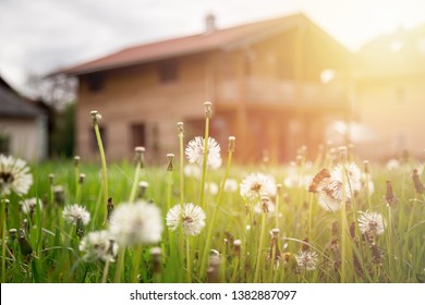 Faded Dandelion Flowers In Foreground, Blurry House In The Background
