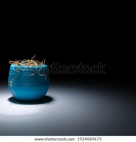 A faded flower in a blue vase on a black background. The wilted plant is illuminated with white light. A dried flower in a pot glows with light in the dark. Dry houseplant. A dead flower.
