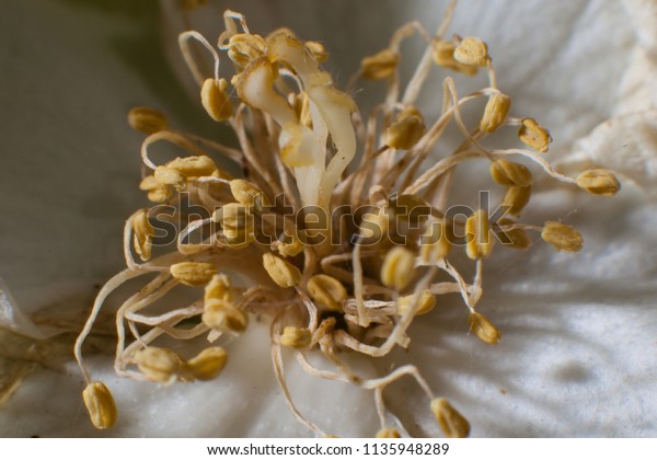 Faded Jasmine Flower Stock Photo (Edit Now) 1135948289