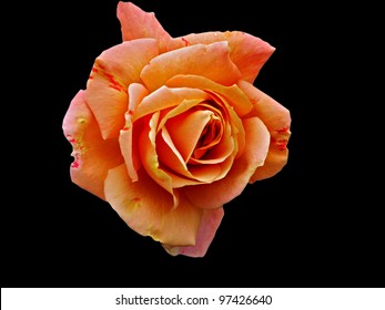 Faded Orange rose isolated on black
