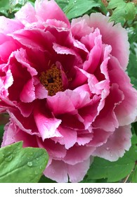 Faded Pink Peony in The Garden With Green Leafs and Water Droplets