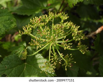 Faded Plant Between Rasberry Plants