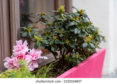 Faded Rhododendron In A Pot On The Windowsill In Autumn Rainy Weather